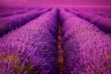 Image showing lavender field france