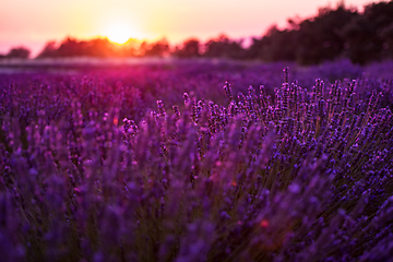 Image showing colorful sunset at lavender field