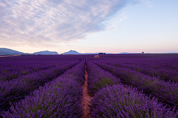 Image showing the moon above lavender field france