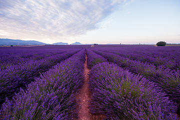 Image showing lavender field france