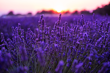 Image showing colorful sunset at lavender field