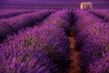 Image showing stone house at lavender field