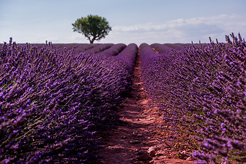 Image showing lonely tree at lavender field