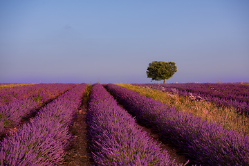 Image showing lonely tree at lavender field