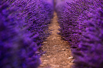 Image showing Close up Bushes of lavender purple aromatic flowers