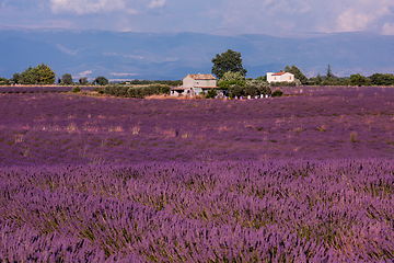 Image showing lavender field france