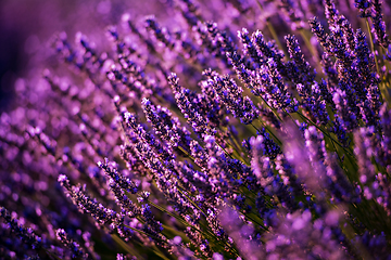 Image showing Close up Bushes of lavender purple aromatic flowers