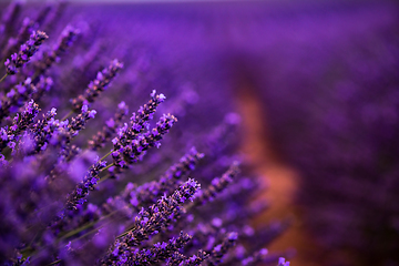 Image showing Close up Bushes of lavender purple aromatic flowers