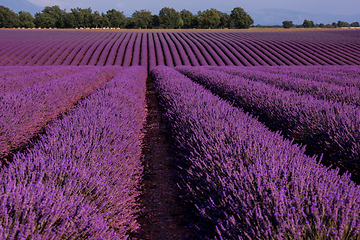 Image showing lavender field france