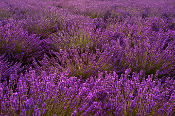 Image showing Close up Bushes of lavender purple aromatic flowers