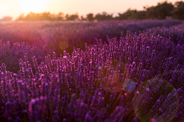 Image showing colorful sunset at lavender field