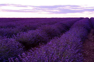 Image showing colorful sunset at lavender field