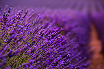 Image showing Close up Bushes of lavender purple aromatic flowers