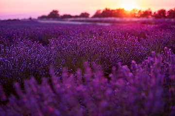 Image showing colorful sunset at lavender field