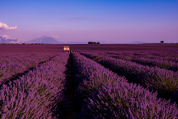 Image showing stone house at lavender field