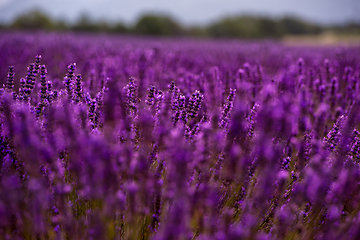 Image showing Close up Bushes of lavender purple aromatic flowers