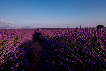 Image showing stone house at lavender field