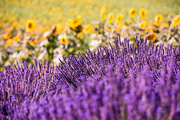 Image showing Close up Bushes of lavender purple aromatic flowers