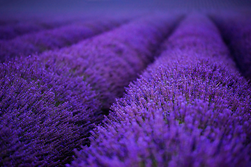 Image showing lavender field france