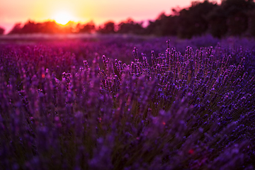 Image showing colorful sunset at lavender field