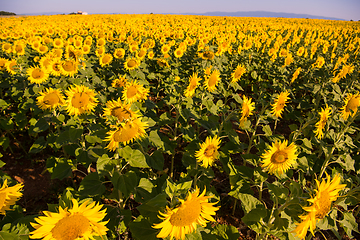 Image showing Sunflower field