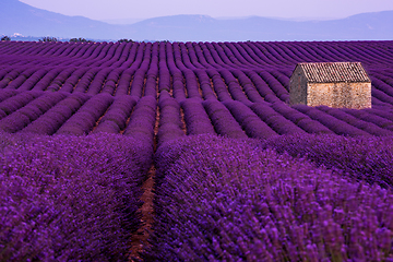 Image showing stone house at lavender field