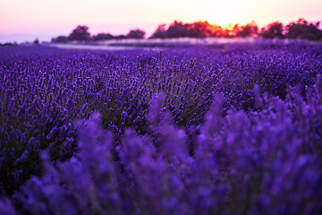 Image showing colorful sunset at lavender field