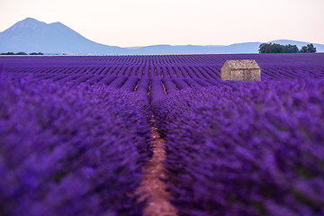 Image showing stone house at lavender field