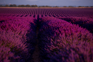 Image showing lavender field france