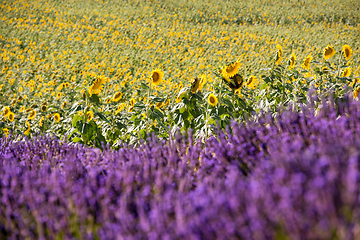 Image showing lavender and sunflower field