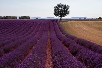 Image showing lonely tree at lavender field