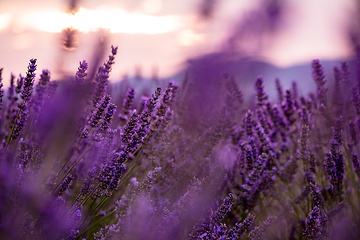 Image showing Close up Bushes of lavender purple aromatic flowers