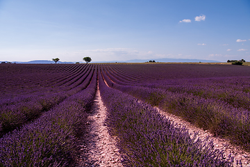 Image showing lavender field france