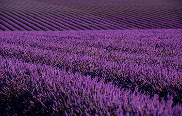 Image showing lavender field france