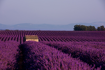 Image showing stone house at lavender field