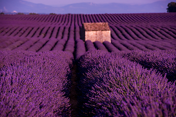 Image showing stone house at lavender field