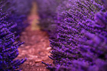 Image showing Close up Bushes of lavender purple aromatic flowers