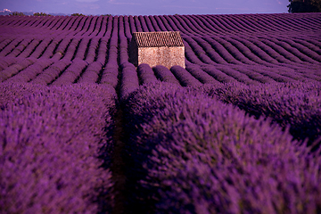 Image showing stone house at lavender field