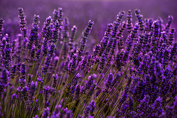 Image showing Close up Bushes of lavender purple aromatic flowers