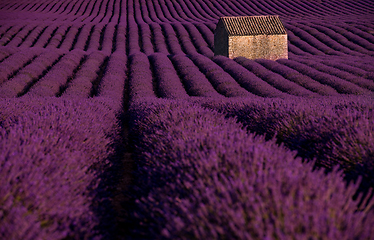 Image showing stone house at lavender field