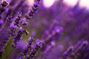 Image showing bumblebee collecting pollen from one of the lavender flower