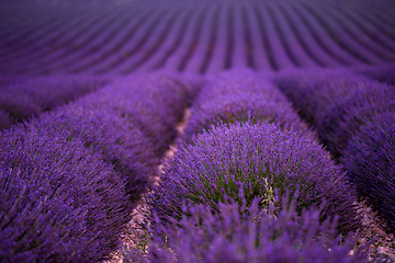 Image showing lavender field france