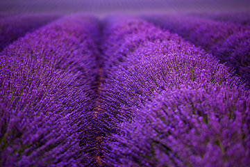 Image showing lavender field france