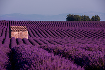 Image showing stone house at lavender field