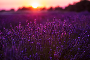 Image showing colorful sunset at lavender field