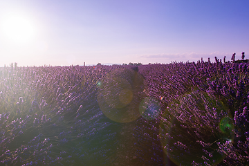 Image showing colorful sunset at lavender field