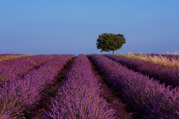Image showing lonely tree at lavender field