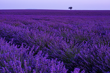 Image showing colorful sunset at lavender field