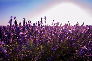 Image showing Close up Bushes of lavender purple aromatic flowers