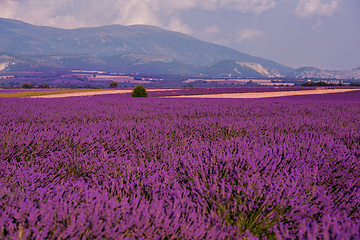 Image showing lavender field france